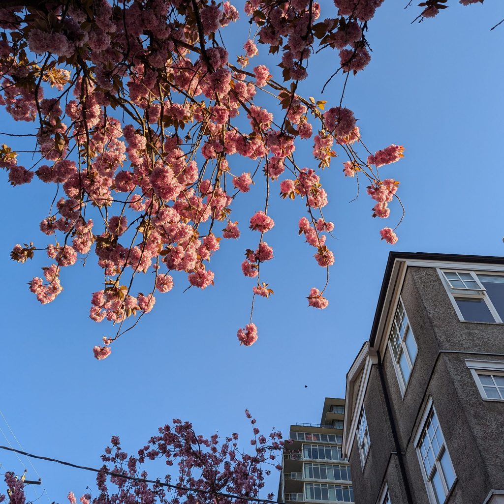 Blue sky with bright pink cherry blossom branch